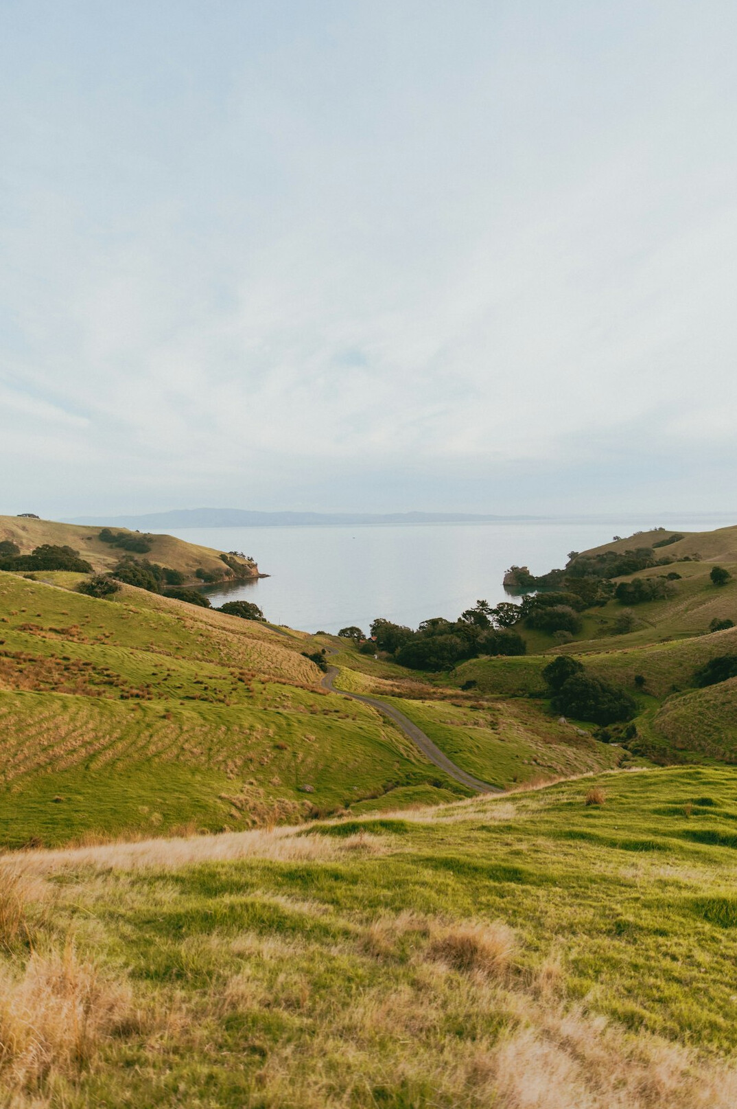 new zealand beach landscape